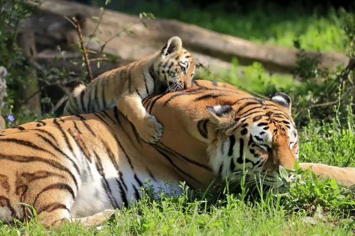 Framed Print : Siberian tiger (Panthera tigris altaica)