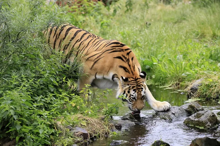 Framed Print : Siberian tiger (Panthera tigris altaica)
