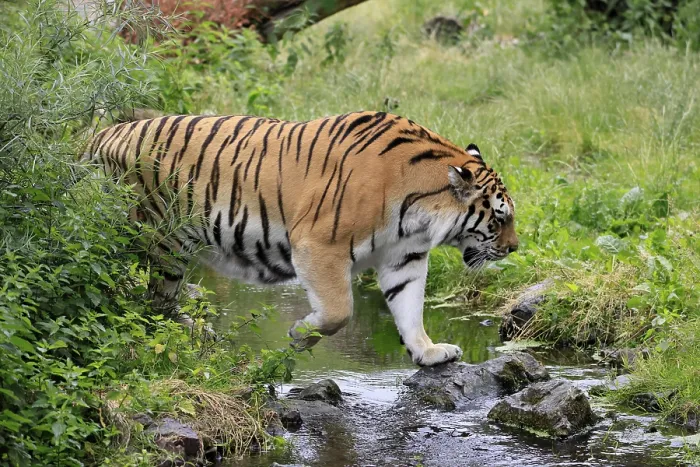 Framed Print : Siberian tiger (Panthera tigris altaica)