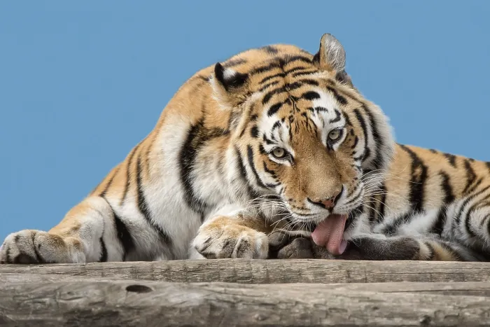 Framed Print : Siberian tiger (Panthera tigris altaica), captive Framed Print : Siberian tiger (Panthera tigris altaica), captive