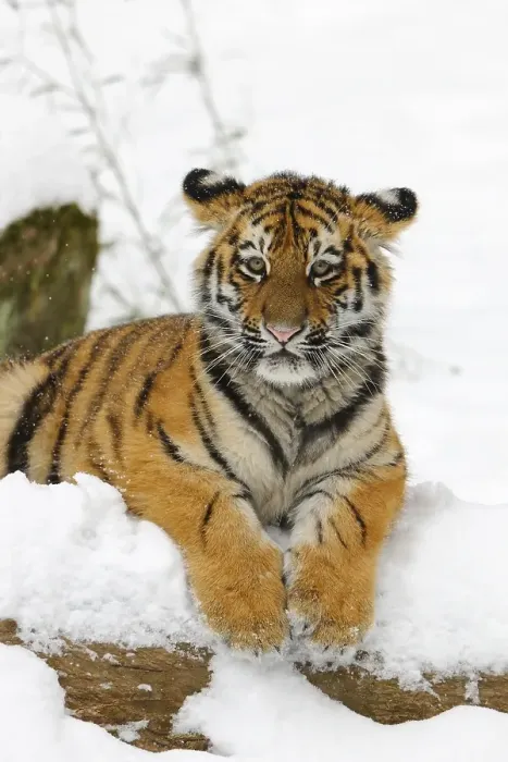 Framed Print : Siberian Tiger (Panthera tigris altaica), cub Framed Print : Siberian Tiger (Panthera tigris altaica), cub