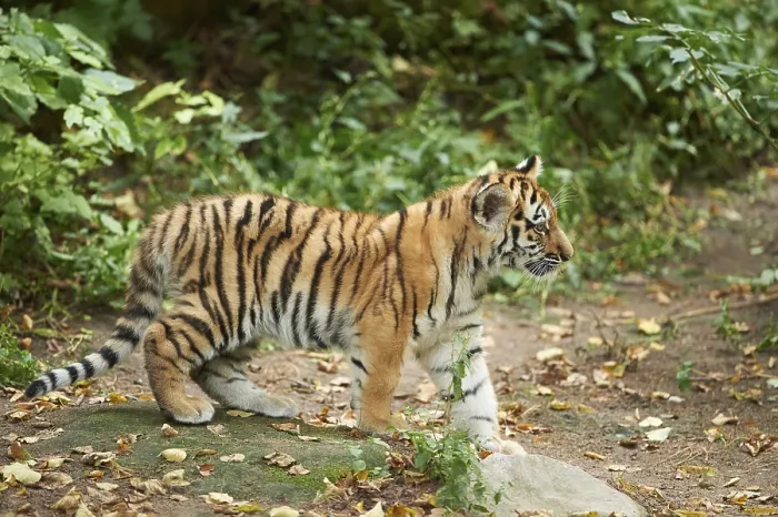 Framed Print : Siberian tiger (Panthera tigris altaica) cub in a forest