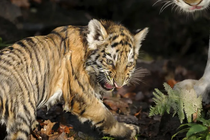 Framed Print : Siberian tiger (Panthera tigris altaica) hissing in a forest Framed Print : Siberian tiger (Panthera tigris altaica) hissing in a forest