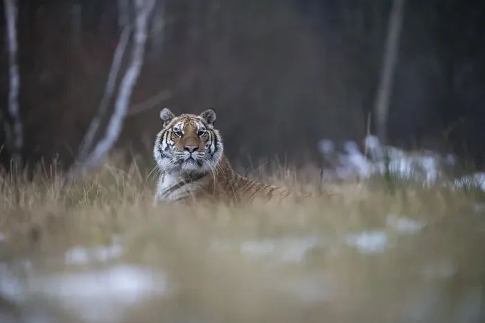 Framed Print : Siberian tiger (Panthera tigris altaica) lies attentively in the grass