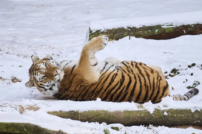 Framed Print : Siberian tiger (Panthera tigris altaica) lying in the snow in winter Framed Print : Siberian tiger (Panthera tigris altaica) lying in the snow in winter