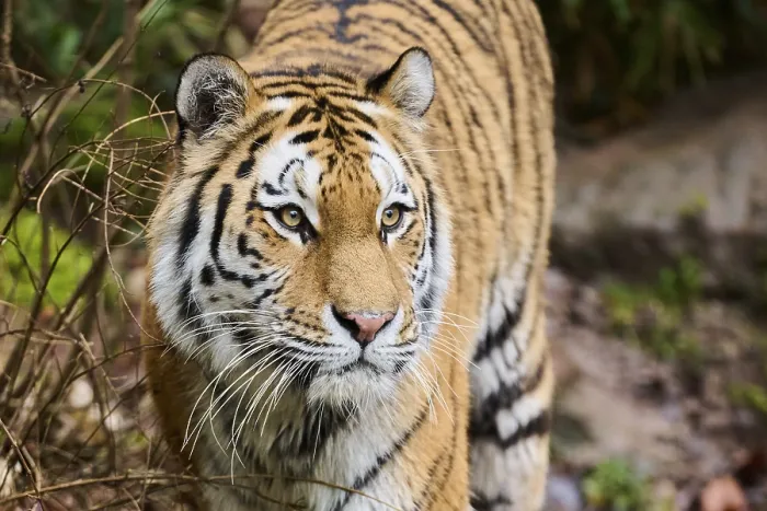 Framed Print : Siberian tiger (Panthera tigris altaica) portrait