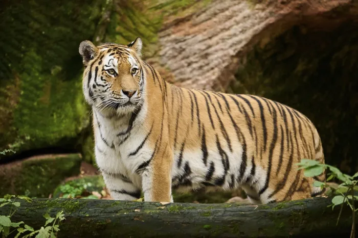 Framed Print : Siberian tiger (Panthera tigris altaica) standing behind a tree trunk