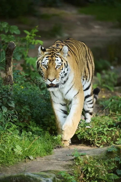 Framed Print : Siberian tiger (Panthera tigris altaica) walking