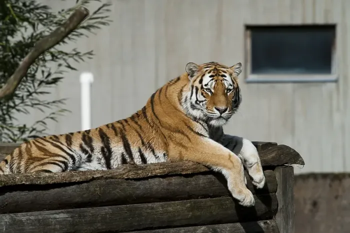 Framed Print : Siberian tiger (Panthera tigris altaica) at the zoo
