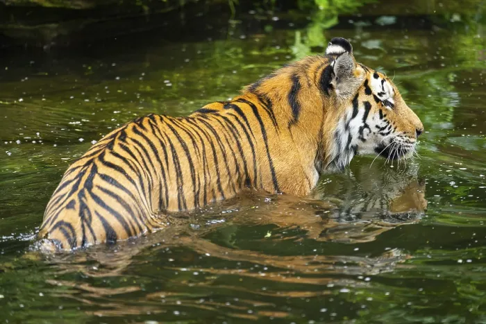 Framed Print : Siberian tiger (Panthera tigris tigris) swimming in a lake Framed Print : Siberian tiger (Panthera tigris tigris) swimming in a lake