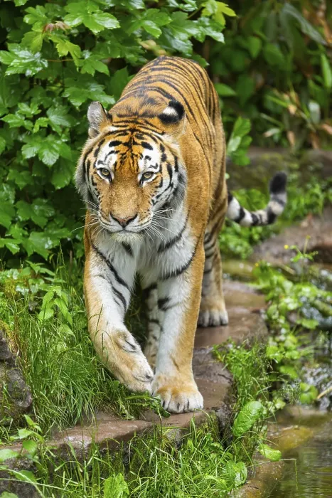 Framed Print : Siberian tiger (Panthera tigris tigris) walking through bushes on a rainy day Framed Print : Siberian tiger (Panthera tigris tigris) walking through bushes on a rainy day