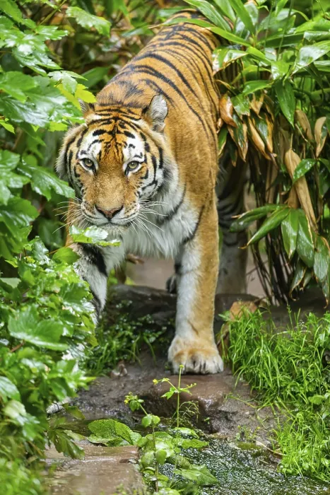 Framed Print : Siberian tiger (Panthera tigris tigris) walking through bushes on a rainy day