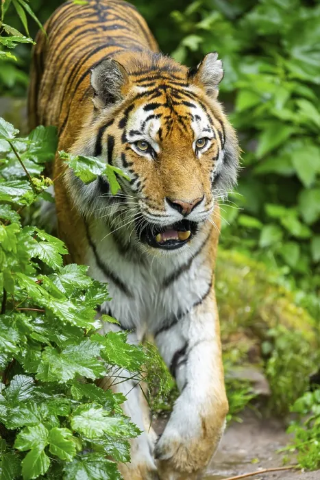Framed Print : Siberian tiger (Panthera tigris tigris) walking through bushes on a rainy day