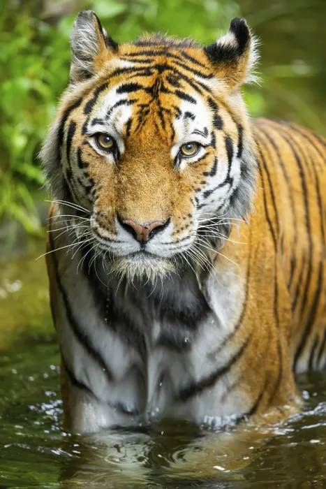 Framed Print : Siberian tiger (Panthera tigris tigris) walking in a lake Framed Print : Siberian tiger (Panthera tigris tigris) walking in a lake