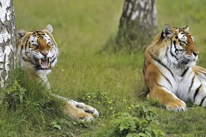 Framed Print : Two Siberian tigers (Panthera tigris altaica)