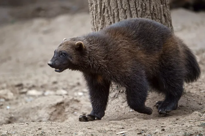 Framed Print : Siberian wolverine Gulo Gulo in nature