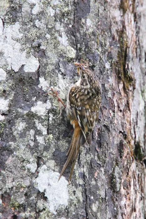Framed Print : Sichuan Treecreeper, Sichuan Treecreeper Framed Print : Sichuan Treecreeper, Sichuan Treecreeper