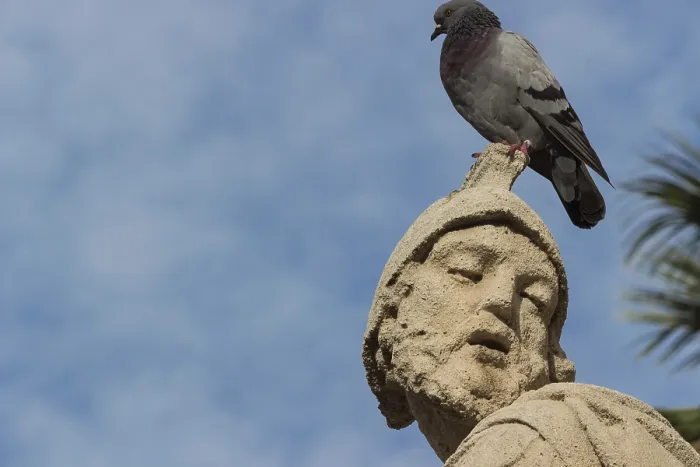 Framed Print : Sicily, Italy: the baroque statue with pigeon Framed Print : Sicily, Italy: the baroque statue with pigeon