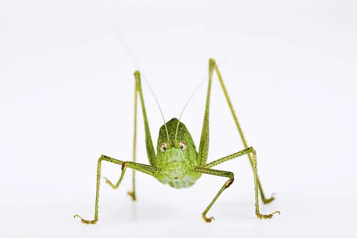 Framed Print : Sickle-Bearing Bush Cricket (Phaneroptera falcata) Framed Print : Sickle-Bearing Bush Cricket (Phaneroptera falcata)