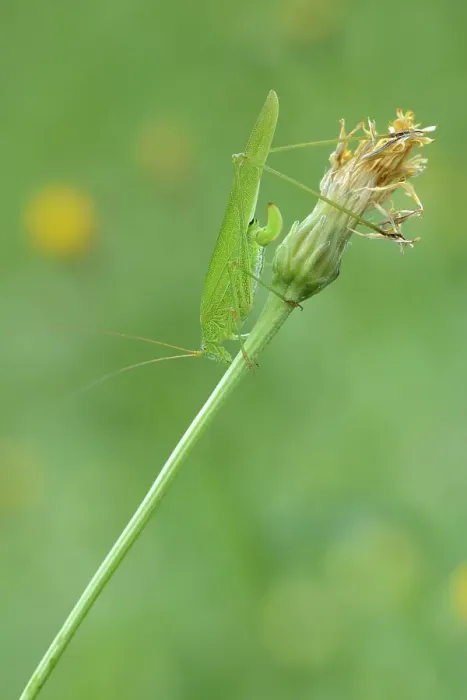 Framed Print : Sickle-Bearing Bush-Cricket (Phaneroptera falcata)