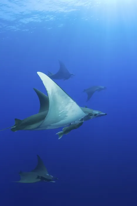 Framed Print : Sickle-fin mobulas, Mobula tarapacana