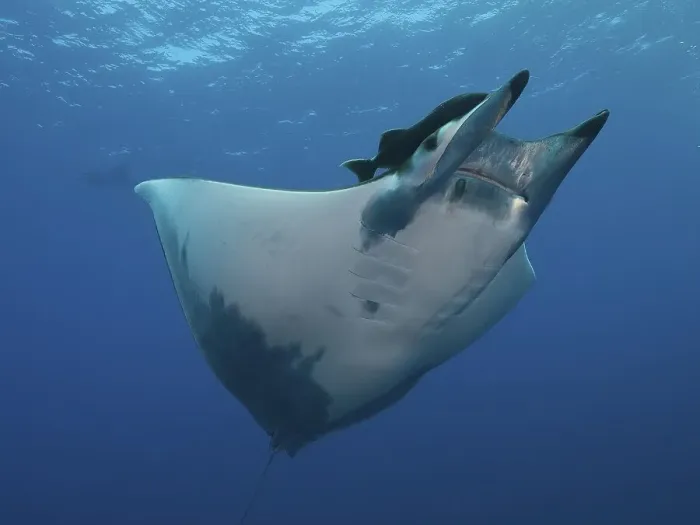 Framed Print : Sicklefin Devil Ray or Box Ray (Mobula tarapacana)