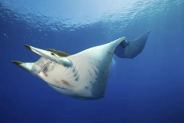 Framed Print : Sicklefin Mobula, Mobula tarapacana