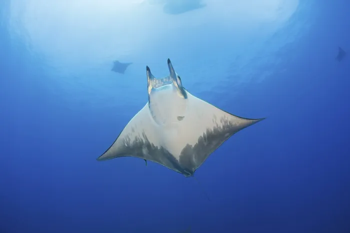 Framed Print : Sicklefin Mobula, Mobula tarapacana