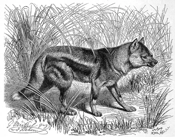 Framed Print : Side-striped jackal (Canis adustus) Framed Print : Side-striped jackal (Canis adustus)