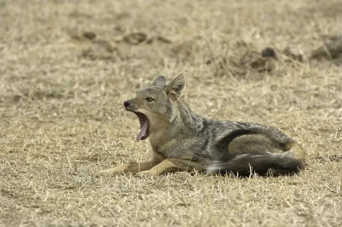 Framed Print : Side-striped Jackal (Canis adustus)