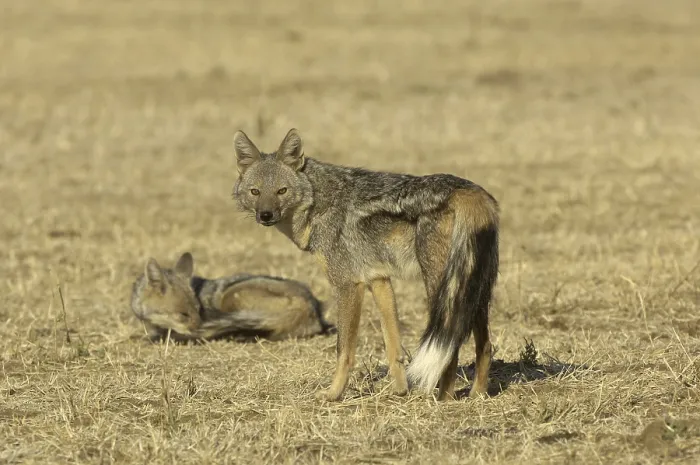 Framed Print : Side-striped Jackal (Canis adustus)