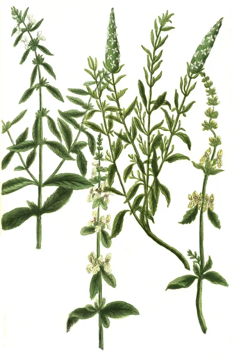 Framed Print : Sideritis alpina, hirsuta, vulgaris