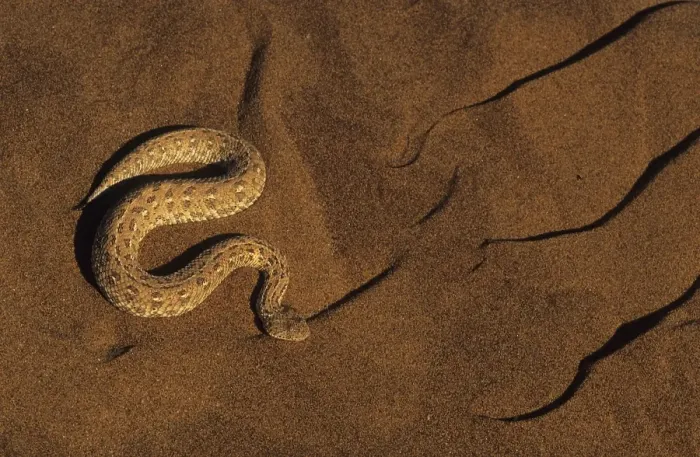 Framed Print : Sidewinder Peringuay's Adder (Bitis peringueyi) Framed Print : Sidewinder Peringuay's Adder (Bitis peringueyi)
