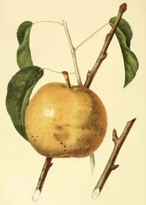 Framed Print : The Sieulle Pear, Digitally prepared reproduction of a watercolour drawing from 1856