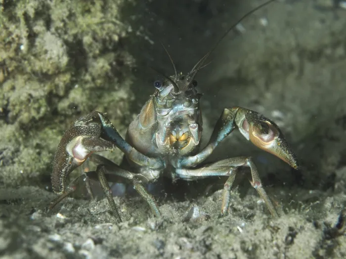 Framed Print : A signal crayfish (Pacifastacus leniusculus)