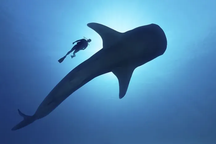 Framed Print : Sihouette of diver with Whale shark (Rhincodon typus) from below Framed Print : Sihouette of diver with Whale shark (Rhincodon typus) from below