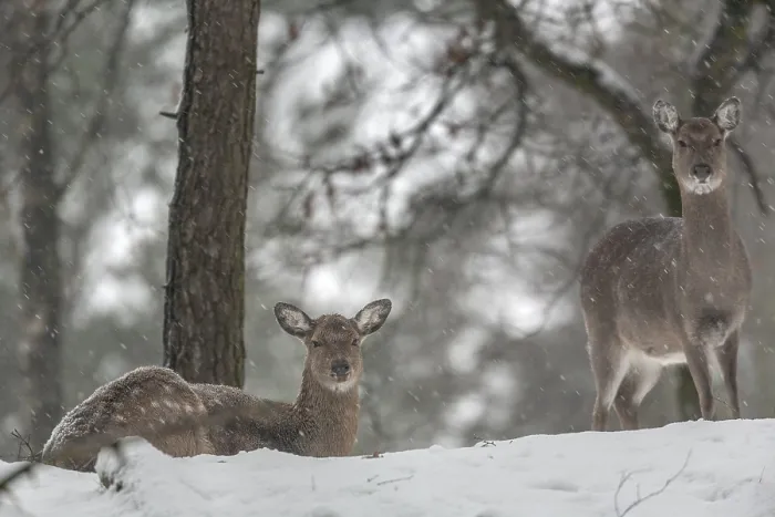 Framed Print : Two sika deer (Cervus nippon) females during snowfall in a sparse pine forest