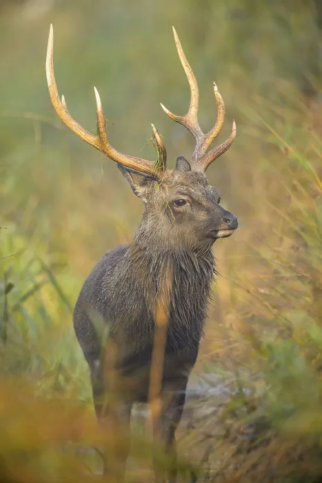 Framed Print : Sika Deer (Cervus nippon), male at morning, autumn