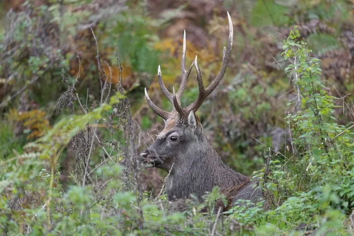 Framed Print : A sika deer stag (Cervus nippon) rests in hilly terrain in a clearing overgrown with ferns