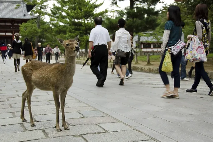 Framed Print : Sika Deer on a stonepath in Nara with tourists Framed Print : Sika Deer on a stonepath in Nara with tourists