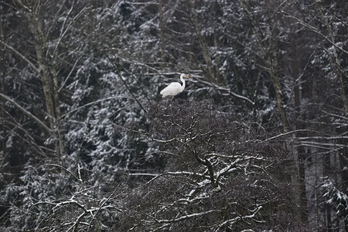 Framed Print : Silberreiher (Ardea alba) in einer schneebedeckten Baumkrone