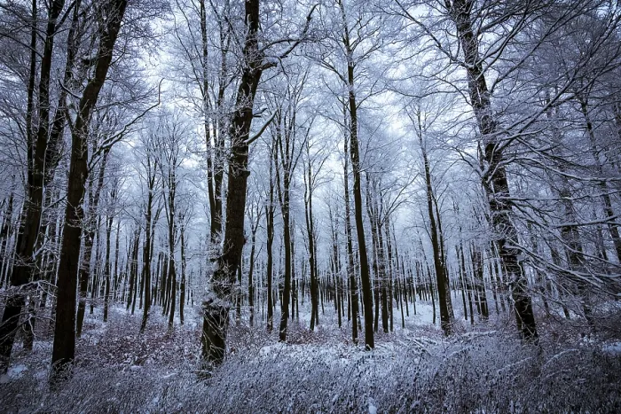 Framed Print : Silent winter forest