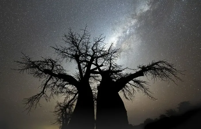 Framed Print : Silhouette of a baobab tree with starry sky and Milky Way Framed Print : Silhouette of a baobab tree with starry sky and Milky Way