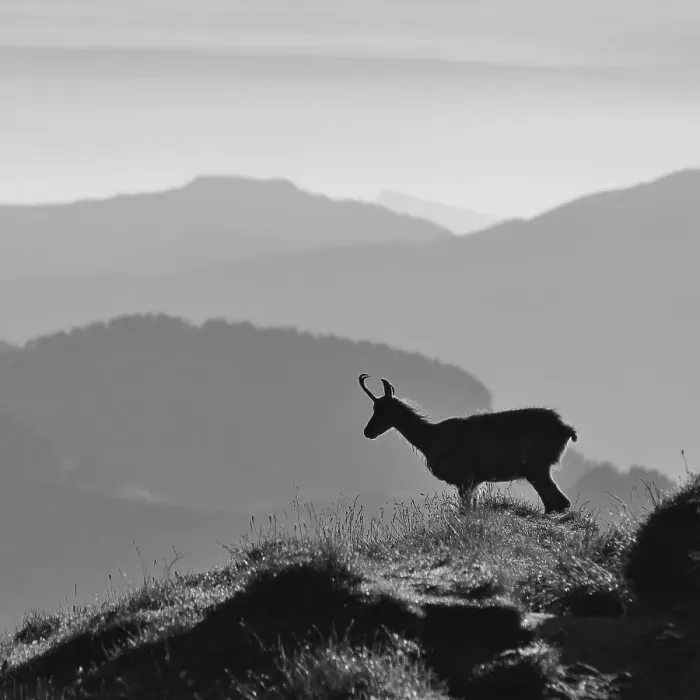 Framed Print : Silhouette of a chamoise on the ridge of Mount Niederhorn