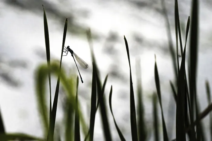 Framed Print : Silhouette of a dragonfly on a blade of grass in front of a calm Framed Print : Silhouette of a dragonfly on a blade of grass in front of a calm