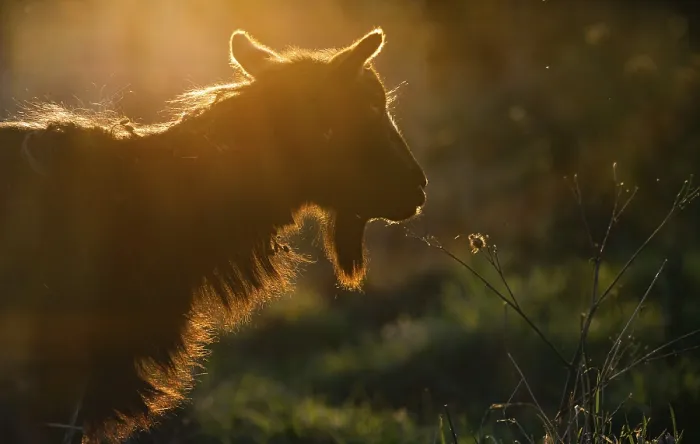 Framed Print : Silhouette of a goat head in sunset light
