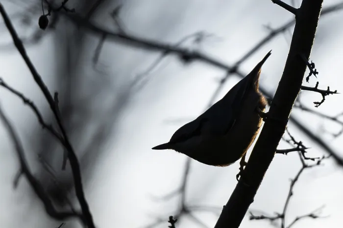 Framed Print : Silhouette, nuthatch (Sitta europaea) Framed Print : Silhouette, nuthatch (Sitta europaea)