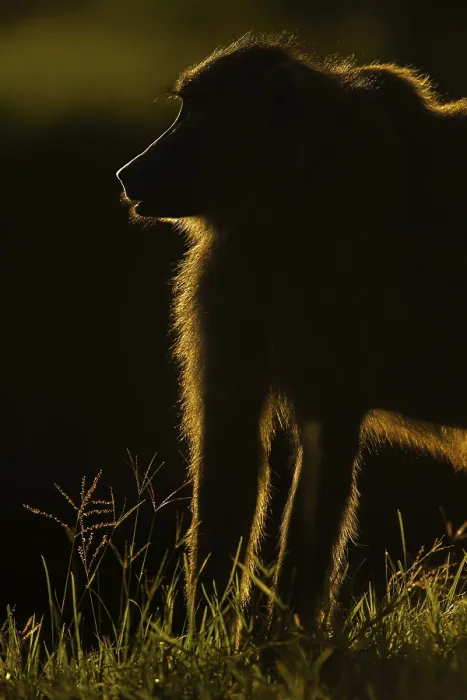 Framed Print : Silhouette of an Olive Baboon in Masai Mara Wildlife Refuge in Kenya