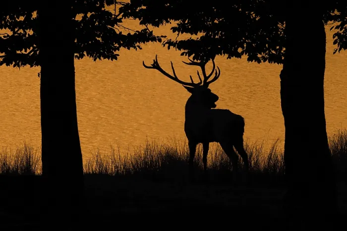 Framed Print : Silhouette of rutting red deer (Cervus elaphus)