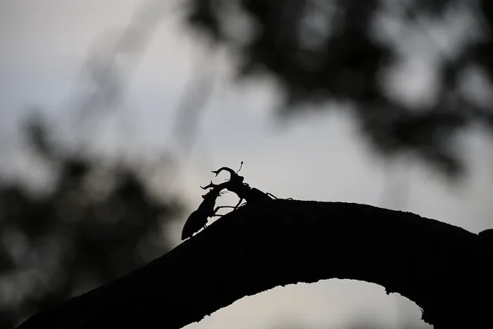 Framed Print : Silhouette of two stag beetles (Lucanus cervus) n on a branch in the soft light of sunset